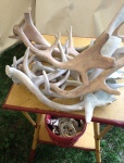 At Brimfield Antique Show with Pattern and Branch